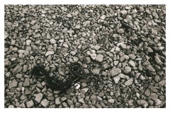 Photo.Snake_