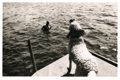 Photo.WaterDog